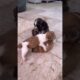 Little puppy ducks #asadbrohi #puppy #funnyanimals #dogs #pug #funnypuppies #cute