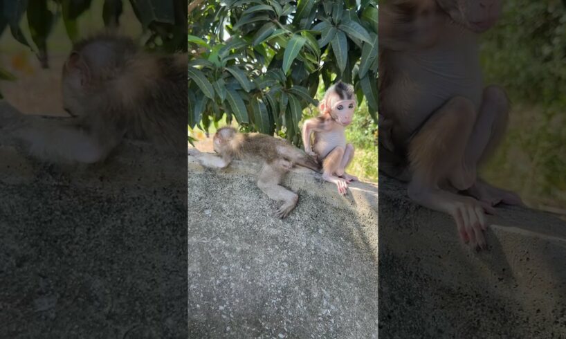 Liza play with meta baby #shortvideo #cute #monkey #usa #animals #shorts #short