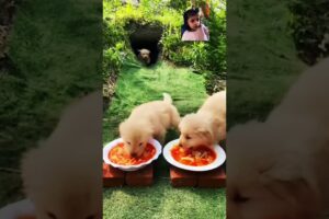 Lunch 🍛 time for Cute puppies 🐶 #viral #animallover #ytshorts #shorts