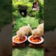 Lunch 🍛 time for Cute puppies 🐶 #viral #animallover #ytshorts #shorts