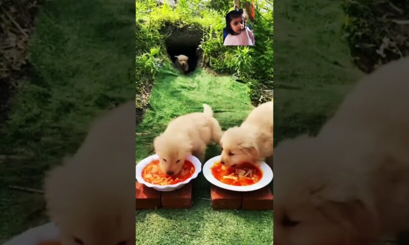 Lunch 🍛 time for Cute puppies 🐶 #viral #animallover #ytshorts #shorts