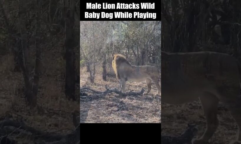 Male Lion Attacks Wild Baby Dog While Playing