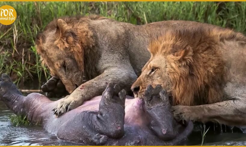 Male Lions Hunt Hippos During The Largest Migration | Animal Fight