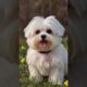 Maltese Dogs , cute puppies, white puppies, Naughty puppies