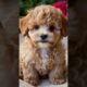 Maltipoo Puppies, cute puppies, Brown puppies