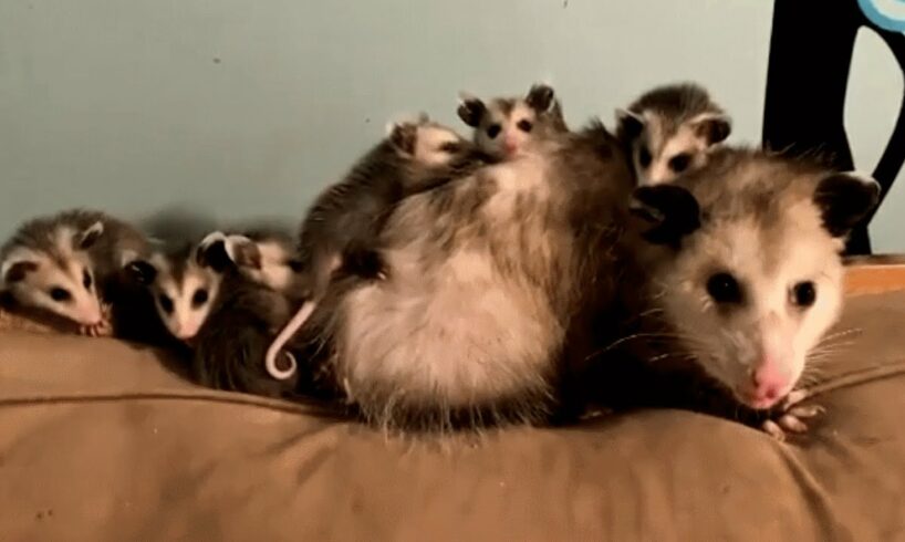 Meet mama Ada. She'll make you actually like opossums.