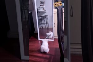 🐶 Meet the Cutest Puppies Reacting to Their Reflection! #funny #shorts - 41 #puppy #doglover