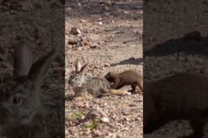 Mongooses tear a baby hare apart! 😢