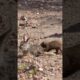 Mongooses tear a baby hare apart! 😢