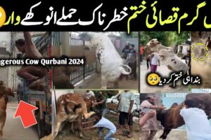 Most Dangerous Qurbani Bulls Animals On Eid Ul Azha 2024 In pakistan || Israr INFO Tv