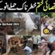 Most Dangerous Qurbani Bulls Animals On Eid Ul Azha 2024 In pakistan || Israr INFO Tv