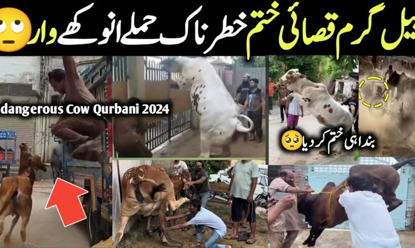 Most Dangerous Qurbani Bulls Animals On Eid Ul Azha 2024 In pakistan || Israr INFO Tv