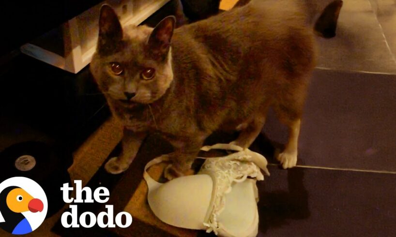 Most Mischievous Cats Of All Time | The Dodo