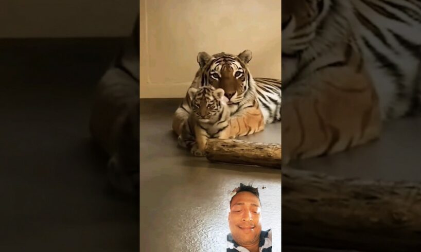 Mother tiger Playing with Little Cub  #shorts #youtubeshorts #animals