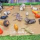 Muddy Adventures with Farm & Zoo Animals for Toddlers 🐮🦎 Learn, Play & Laugh with Amazing Animals