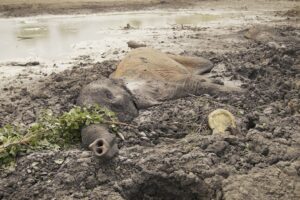 Muddy Saga to Save Two Elephants | Sheldrick Trust