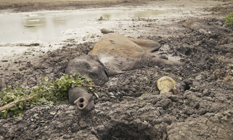 Muddy Saga to Save Two Elephants | Sheldrick Trust