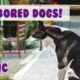 Music for Bored Dogs! Music to Entertain Your Bored Dog and Keep them Happy!