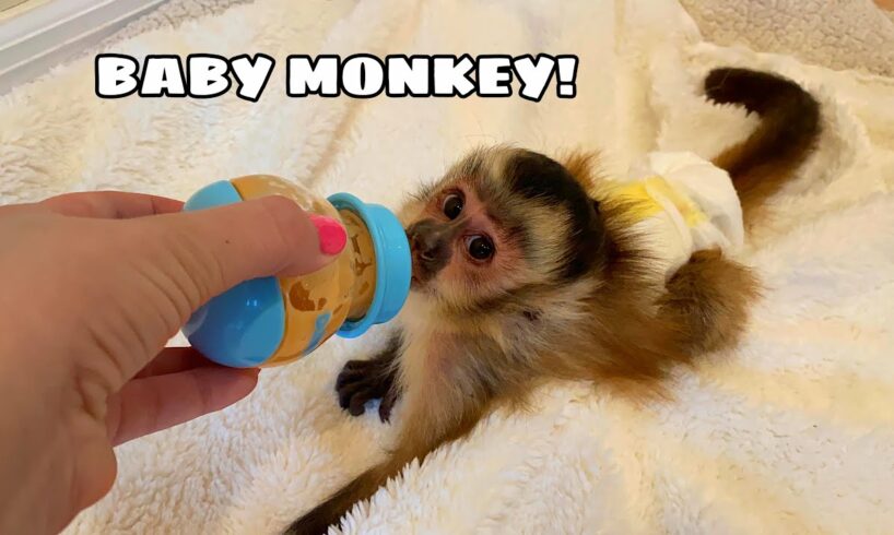 NEW BABY MONKEY AT MY HOUSE! WHERE'D HE COME FROM?!