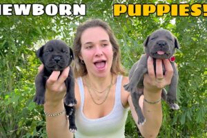 NEWBORN PUPPIES FINALLY OPEN THEIR EYES!