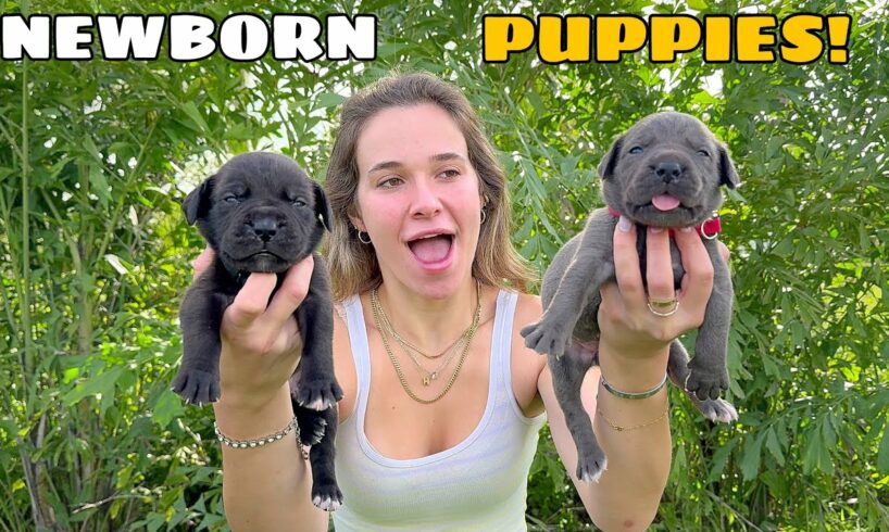 NEWBORN PUPPIES FINALLY OPEN THEIR EYES!