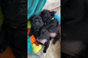 Napping Hard: Frenchie Puppies On The Job 😴 #dogs #puppy #cuteanimals #cute #puppies #doglover