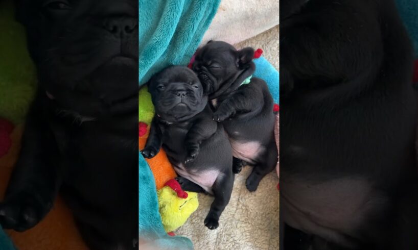 Napping Hard: Frenchie Puppies On The Job 😴 #dogs #puppy #cuteanimals #cute #puppies #doglover