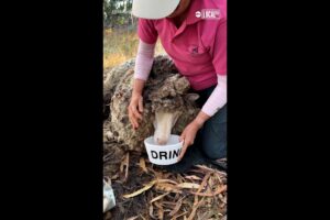 Neglected sheep is rescued with 88lbs of extra wool