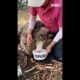 Neglected sheep is rescued with 88lbs of extra wool