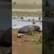 Never Mess with Hippo 🦛🔥 #facts #factshorts #hippo #animals