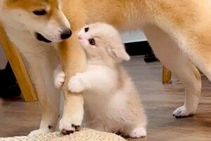 New  Funniest Cats And Dogs Videos 😁 Best Of The 2023 Funny Animal Videos 😁 - Cutest Animals Ever