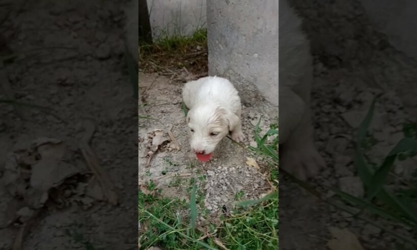 Newborn Puppy 🐕Rescue😀🛟#shorts #newbornpuppy #rescue #puppy #babypuppy #abandoned #adopt #fyp #viral