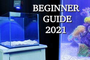 No money, no problem - REEF TANK BASICS - "how to start a saltwater aquarium" BEGINNER GUIDE 2021