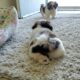 OMG Two Brother Shih Tzu Puppies Play so CUTE!