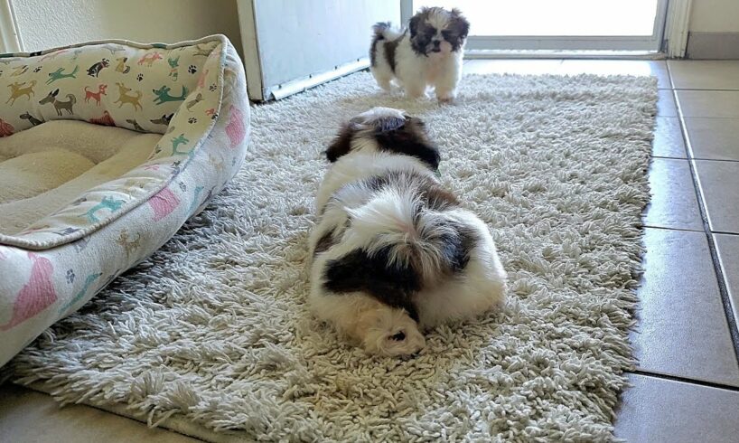 OMG Two Brother Shih Tzu Puppies Play so CUTE!