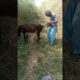 Oh no a boy playing with his Donkey and each other #shorts #viral