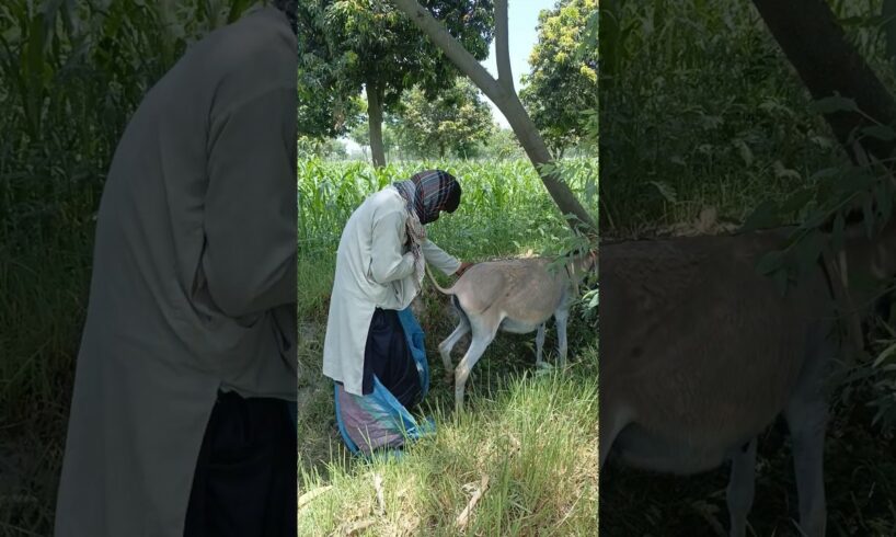 Oh no this Donkey are playing with the boy and first playing #shorts #animal