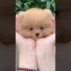 POMERANIAN DOG | Teacup dog | Cutest puppies in India #pomeranian #dogs #shorts #ytshorts #puppies