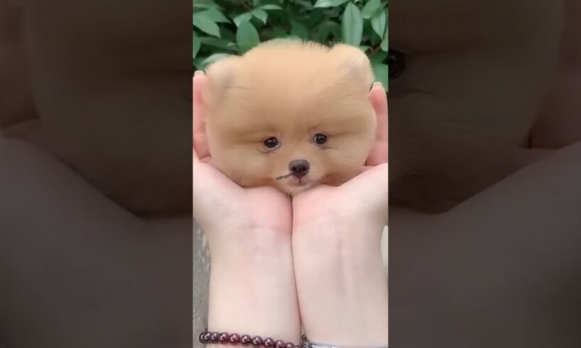 POMERANIAN DOG | Teacup dog | Cutest puppies in India #pomeranian #dogs #shorts #ytshorts #puppies