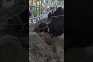 Pagla Goru 2024 | Hefty Black Bull Pair Playing with Sand at Gabtoli Gorur Haat 2024 |