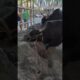 Pagla Goru 2024 | Hefty Black Bull Pair Playing with Sand at Gabtoli Gorur Haat 2024 |