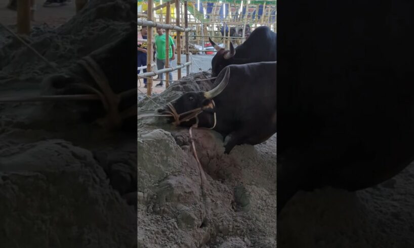 Pagla Goru 2024 | Hefty Black Bull Pair Playing with Sand at Gabtoli Gorur Haat 2024 |