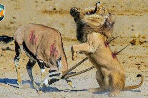 Painful Moments! Injured Lion Fights Antelope, Fails Before The Ferocious Prey | Wild Animals Fight