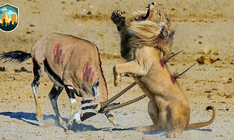 Painful Moments! Injured Lion Fights Antelope, Fails Before The Ferocious Prey | Wild Animals Fight