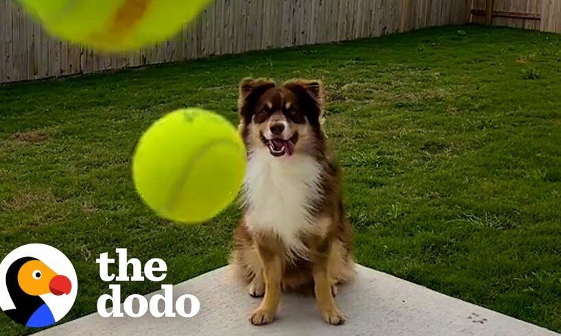 Parents Surprise Their Apartment Dog With His Own Backyard | The Dodo