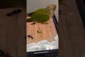 Parrot conure playing .ببغاء يلعب