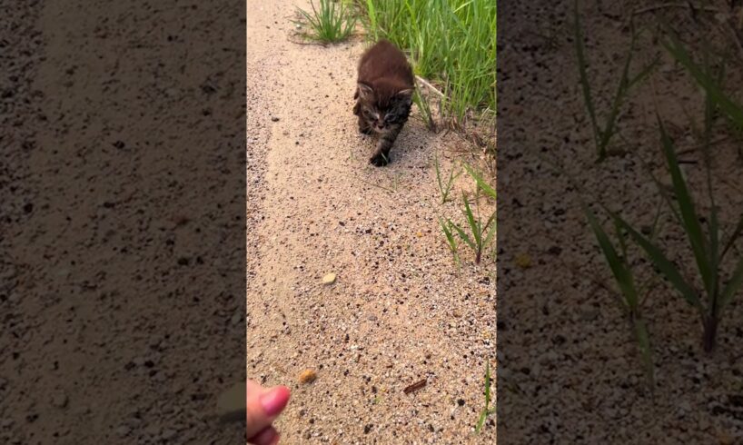 Person Rescues Kitten From the Side of the Road