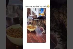 "Pet Shenanigans: Brain Battles, Food Fights, and Hilarious Reactions!" Part 35| #cat #funny #viral