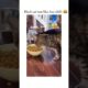 "Pet Shenanigans: Brain Battles, Food Fights, and Hilarious Reactions!" Part 35| #cat #funny #viral