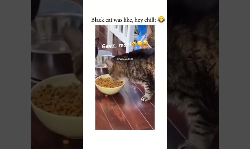 "Pet Shenanigans: Brain Battles, Food Fights, and Hilarious Reactions!" Part 35| #cat #funny #viral